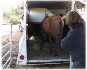horse rescue