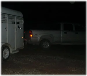 horse rescue