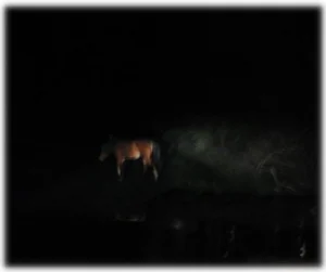 horse rescue