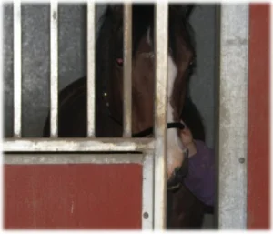 horse rescue