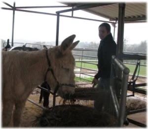 horse rescue
