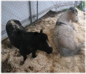 horse rescue