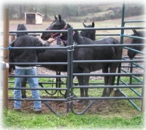 horse rescue