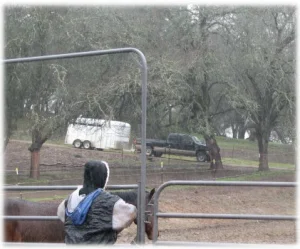 horse rescue