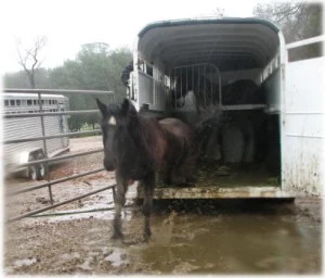 horse rescue