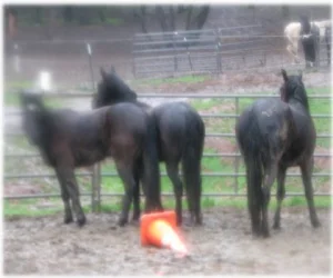 horse rescue