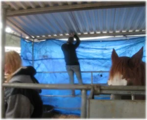 horse rescue