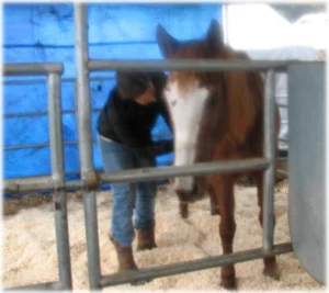 horse rescue