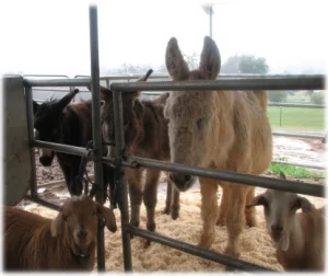 horse rescue