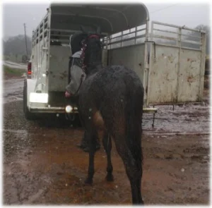 horse rescue