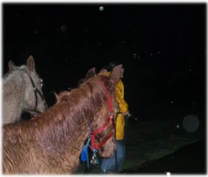horse rescue