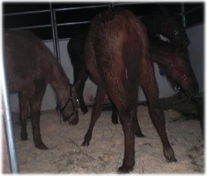 horse rescue