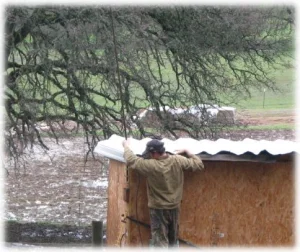 horse rescue