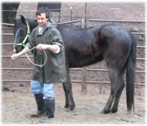 horse rescue