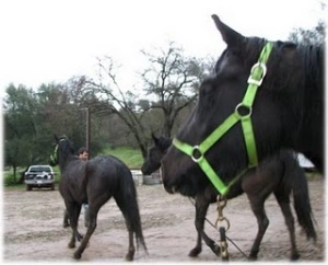 horse rescue
