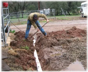horse rescue