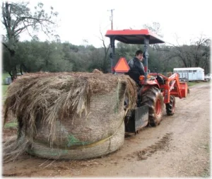 horse rescue