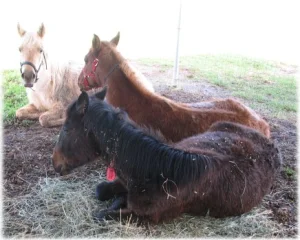 horse rescue