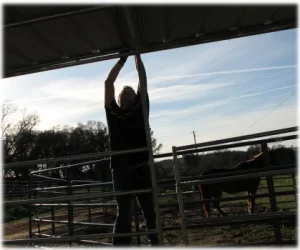 horse rescue