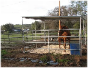 horse rescue