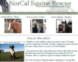 horse rescue