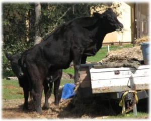 horse rescue
