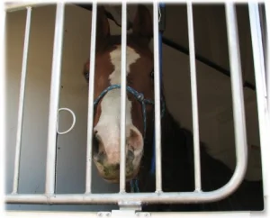 horse rescue