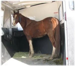 horse rescue