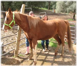 horse rescue