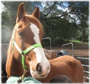horse rescue