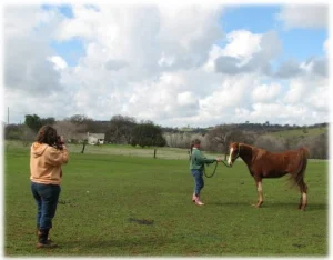 horse rescue