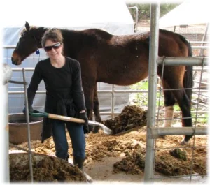 horse rescue