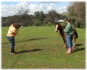 horse rescue