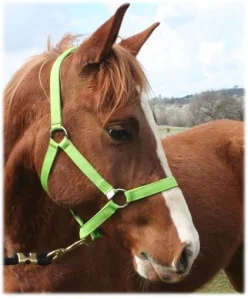 horse rescue