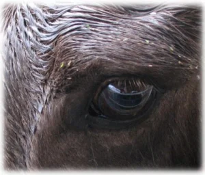 horse shelter