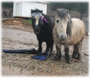horse shelter