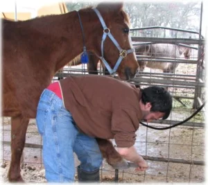 horse shelter