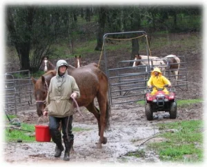horse shelter