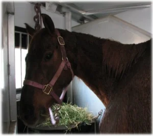 horse shelter