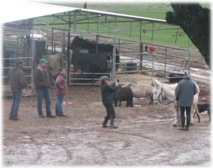 horse shelter