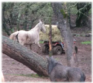 horse shelter