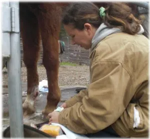 horse shelter