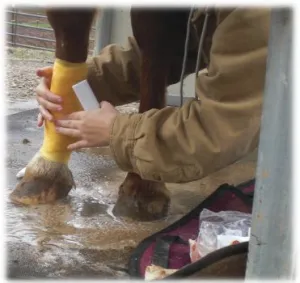 horse shelter