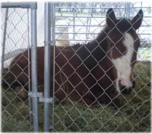 horse shelter