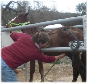 horse shelter