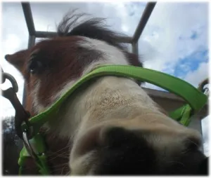 horse shelter
