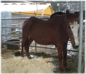 horse shelter