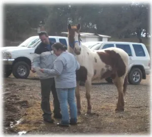 horse shelter