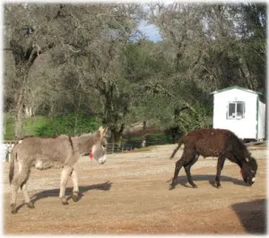 horse shelter