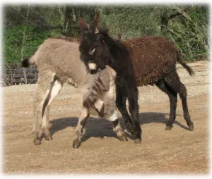 horse shelter